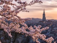 Kirschblüten Stadt Bern