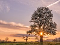 Basler Birnenbaum