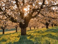 Kirschblüten