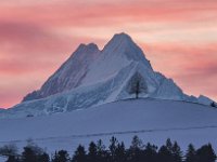 Schreckhorn mit Lindenbaum