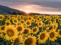 Sonnenblumenfeld im Sonnenuntergang