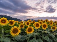 Sonnenblumenfeld