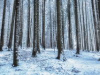 Winterwald
